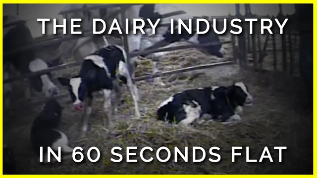 The Dairy Industry