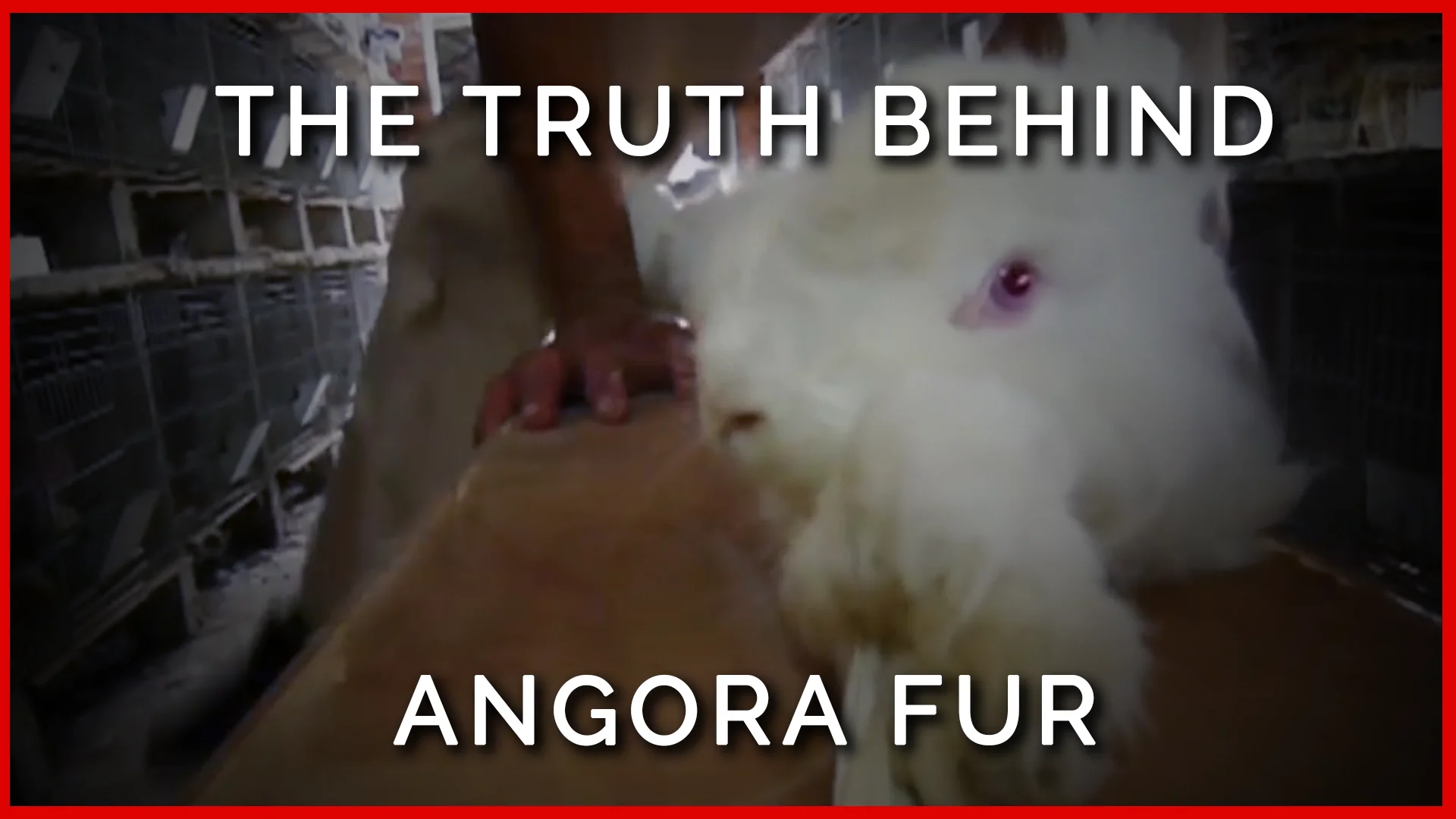 The Agony Behind Angora Wool  People for the Ethical Treatment of