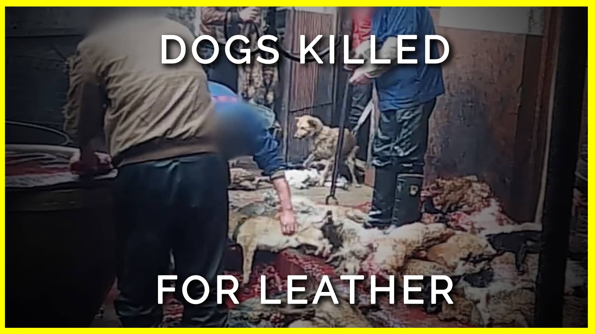 Dogs Killed For Leather on Vimeo