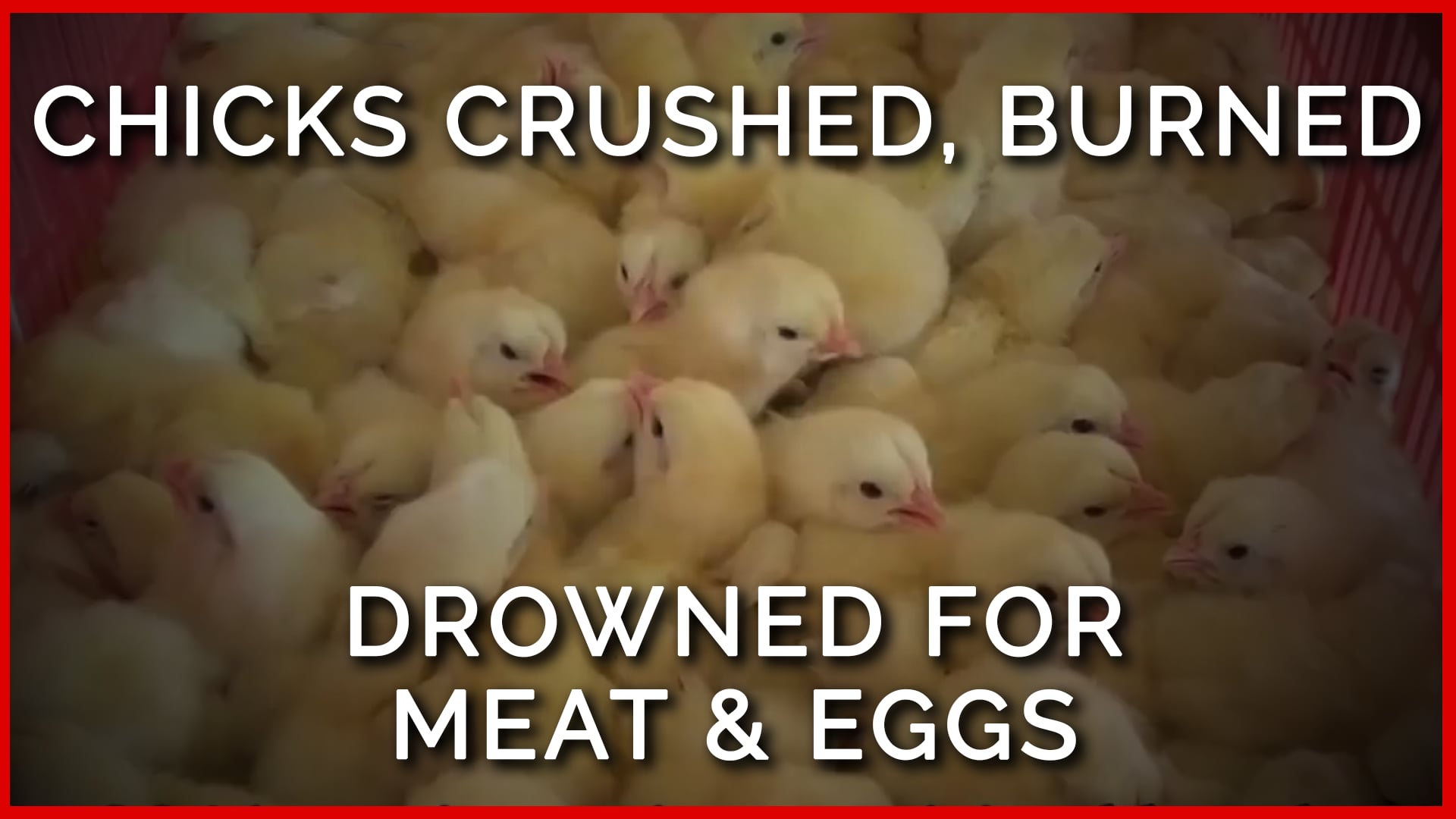 Chicks Crushed, Drowned, and Burned to Death for Eggs and Flesh