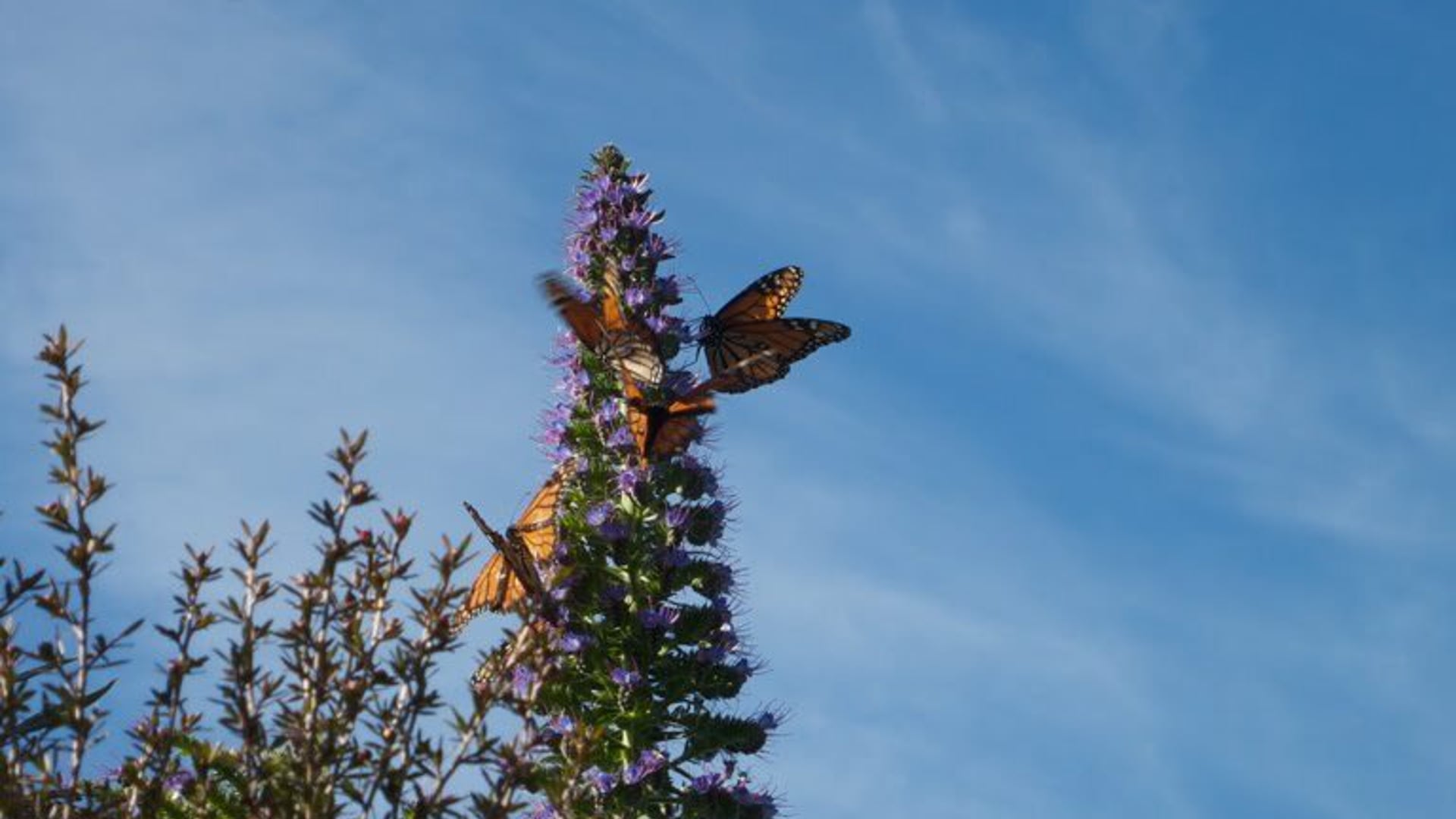 2021 March 25: The Meditative Moves of Mindfulness