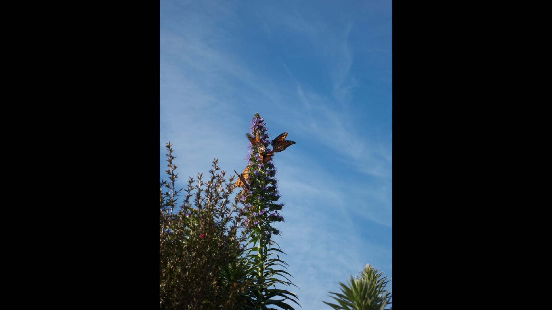 2021 March 25: The Meditative Moves of Mindfulness