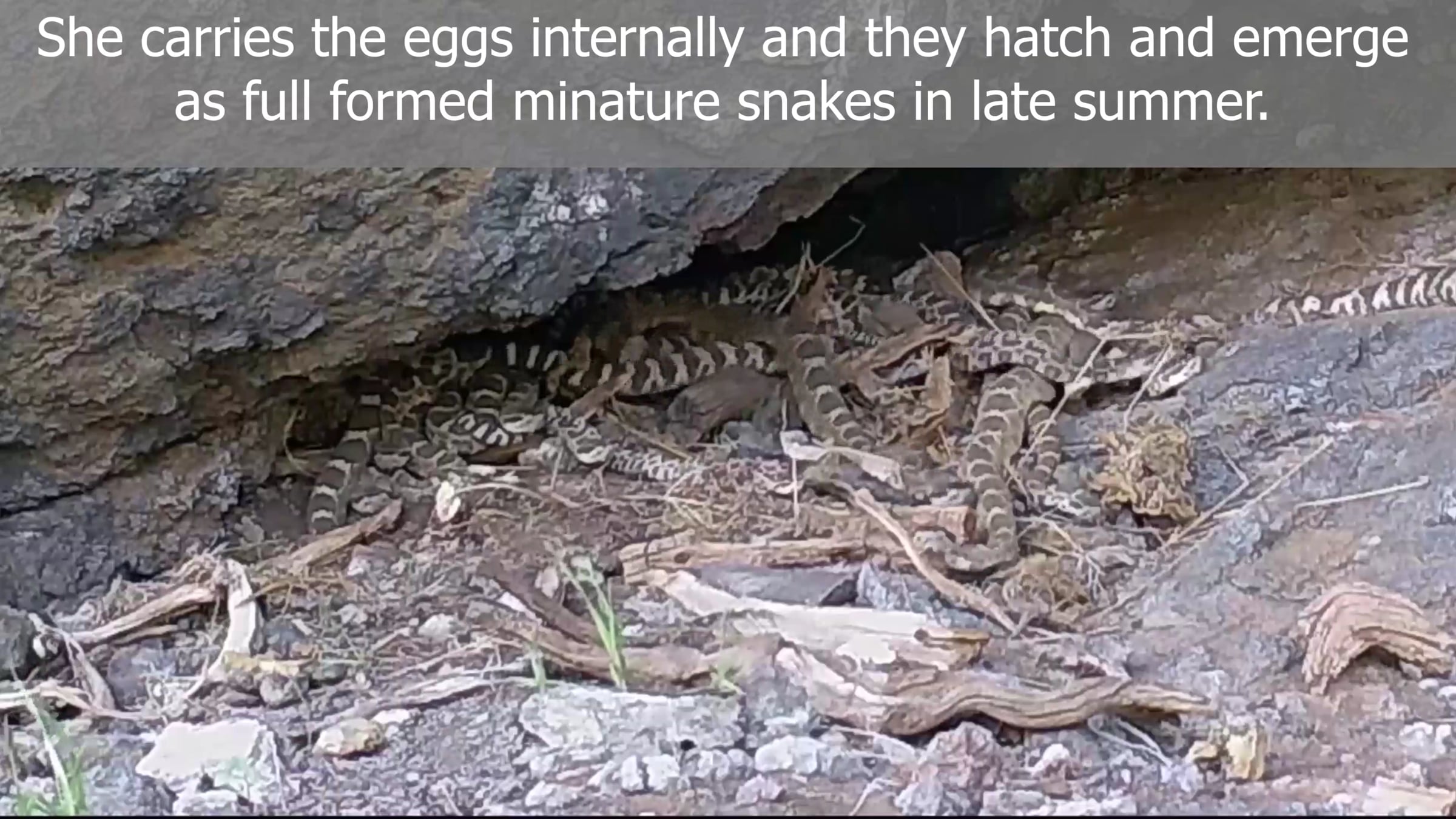 Wild Wednesday - Season 5 - Episode 13: Rattlesnake emergence | Videos ...