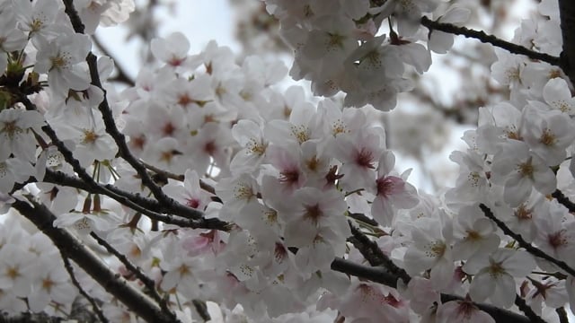 90以上の無料桜 バネ動画 Hd 4kクリップ Pixabay