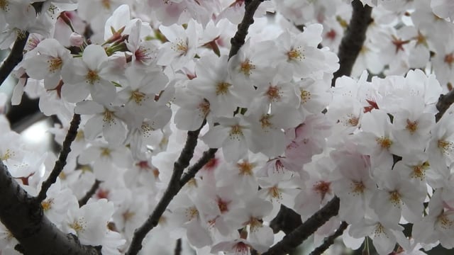 90以上の無料桜 バネ動画 Hd 4kクリップ Pixabay