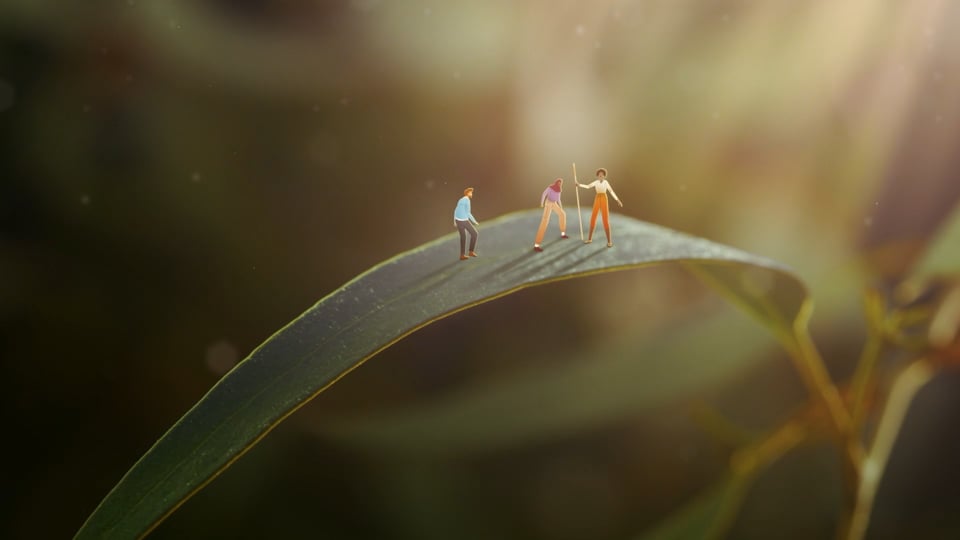 Traditional Medicinals - It