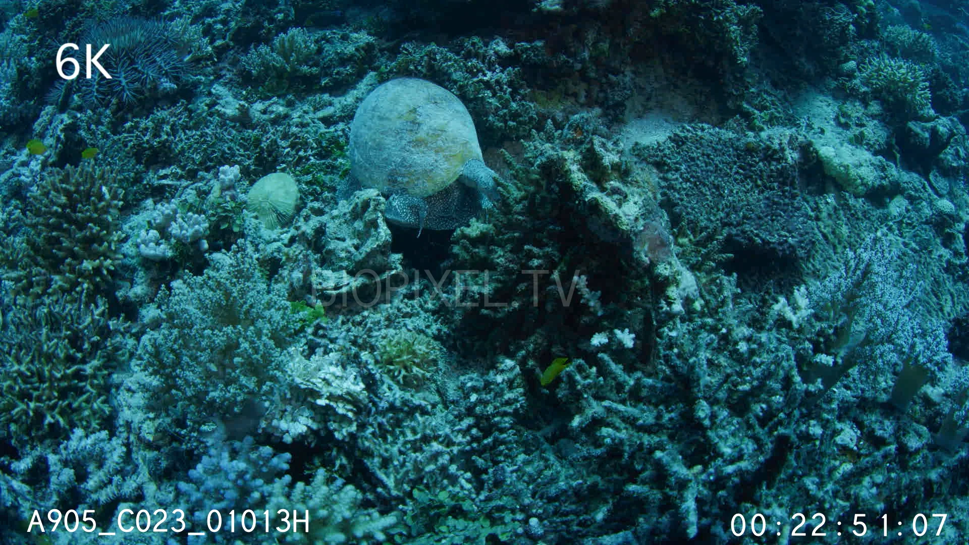 Shells - Large baler shell crawling over reef 6K on Vimeo