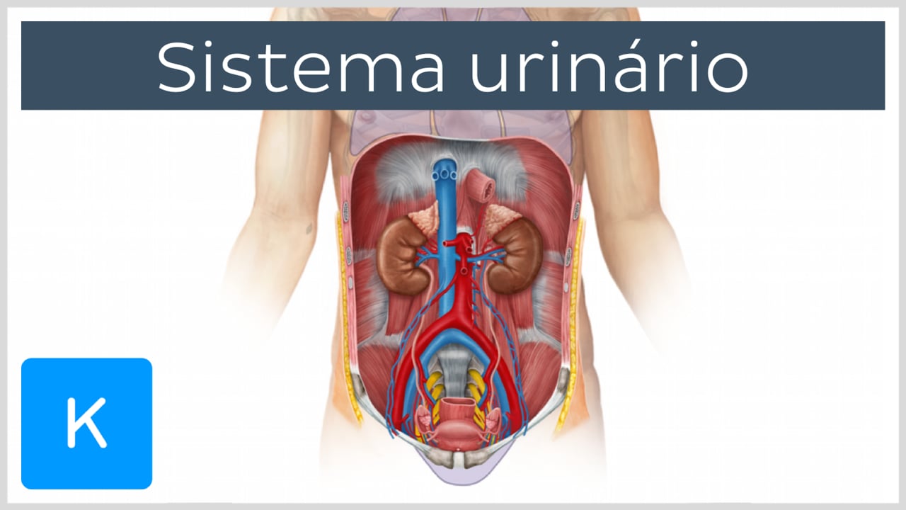 Bexiga e uretra Anatomia, localização e função Kenhub