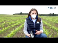 Soluciones fitosanitarias para minimizar las pérdidas de producción de tus campos de maíz