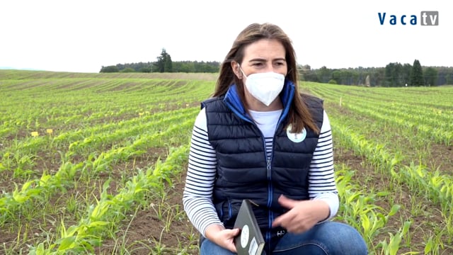 Solucións fitosanitarias para minimizar as perdas de produción dos teus campos de millo