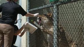 Animal Paintings at Zoo