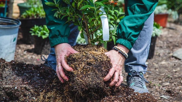 Planting – 6 Steps for Success