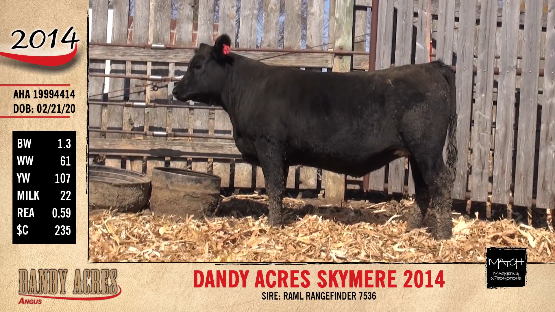 Dandy Acres Angus Lot 2014.mp4 on Vimeo