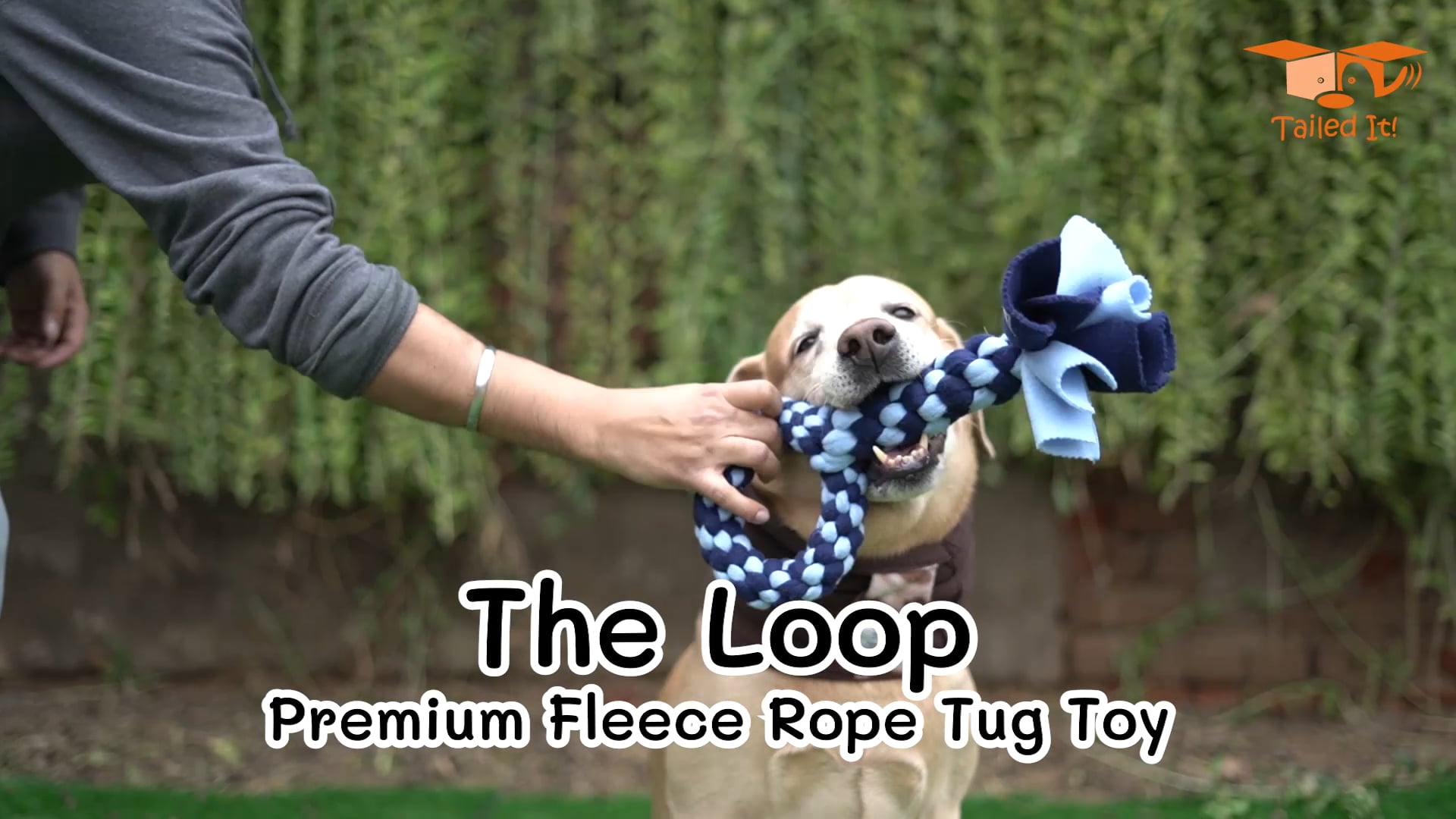 The Loop - Tailed It