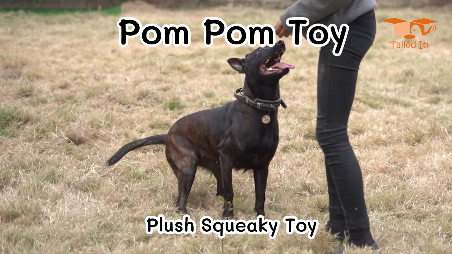 Pom Pom Toy