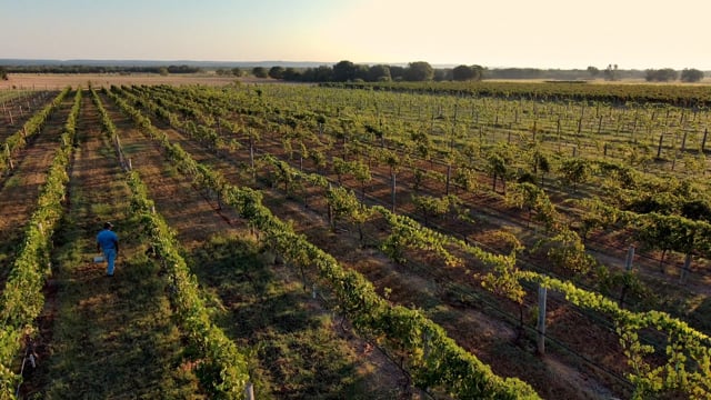 Texas Wines - Customer Success Story