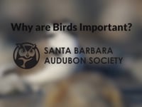 Why are Birds Important?
