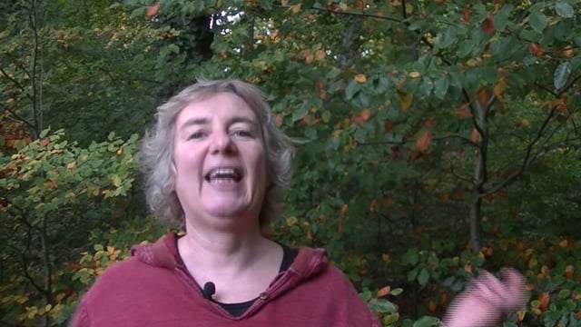 Das Ampelspiel - Deine Forschungsergebnisse