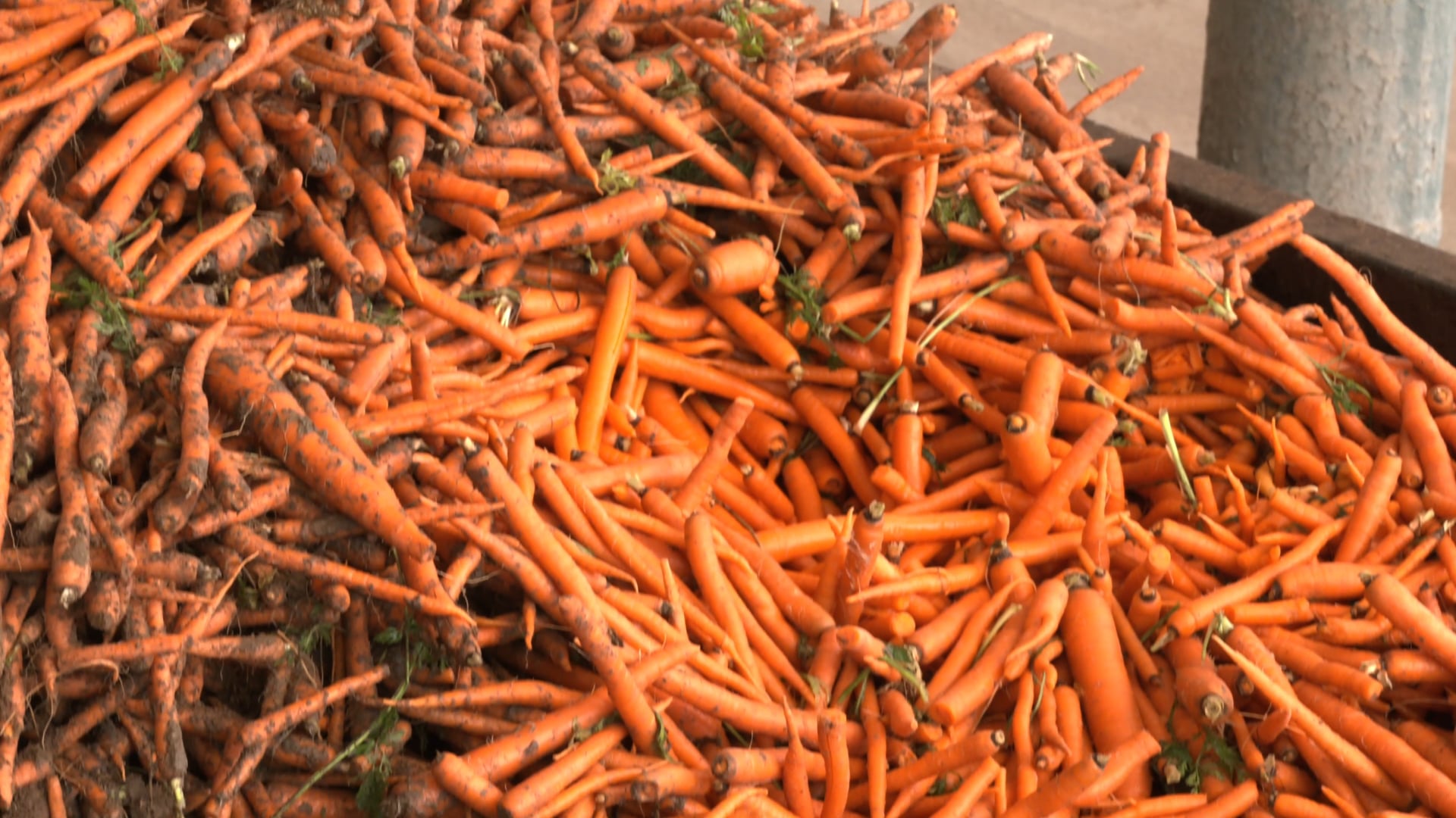 Baby Carrot Production - Process Video