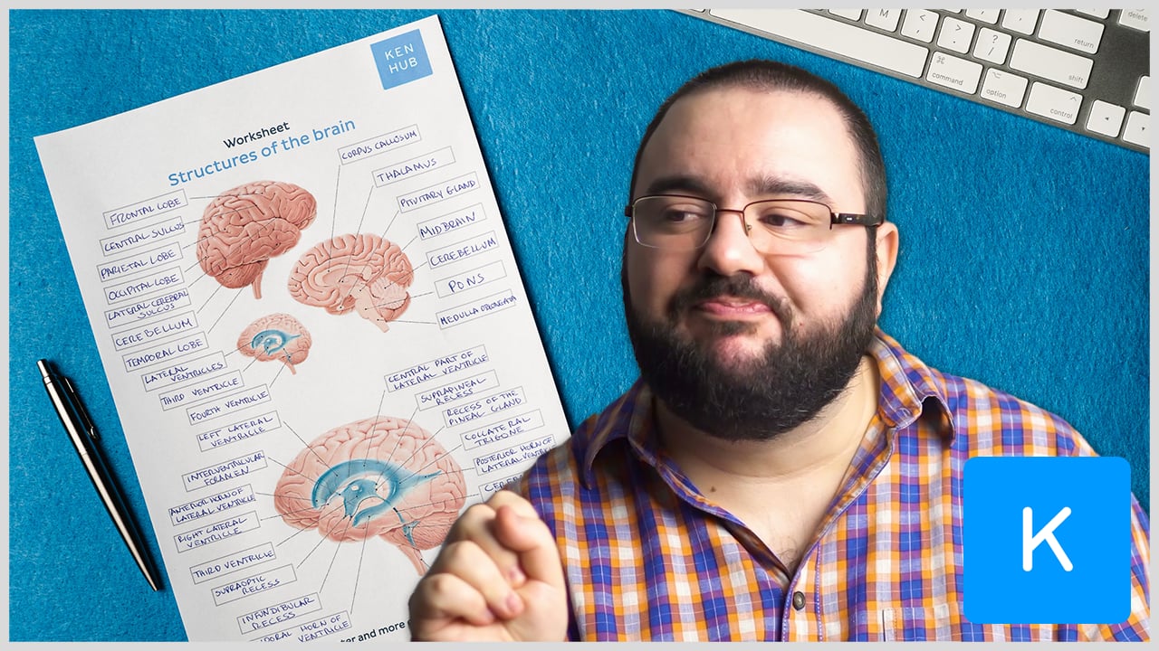 Parts of the brain: Learn with diagrams and quizzes | Kenhub