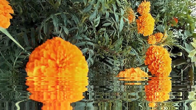 Nature Merigold Flowers Free Stock Video - Pixabay