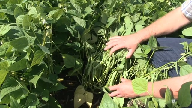 Edible Bean School Episode 2: Weed Control Strategies for Top Yields