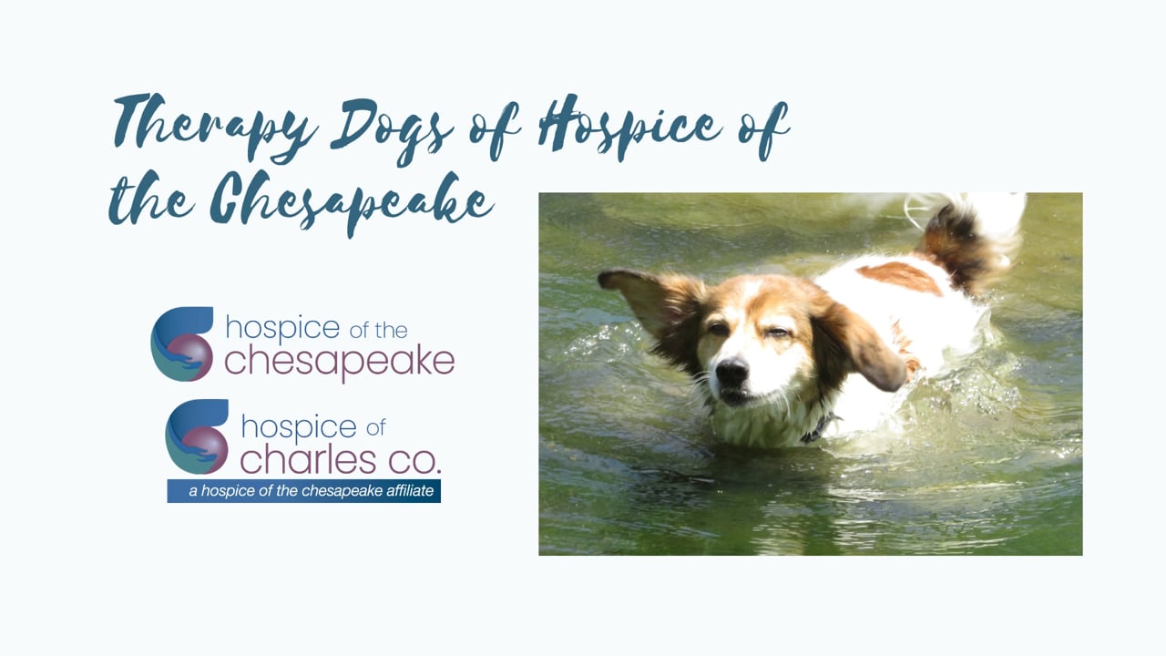 Integrative Arts: Therapy Dogs of Hospice of the Chesapeake