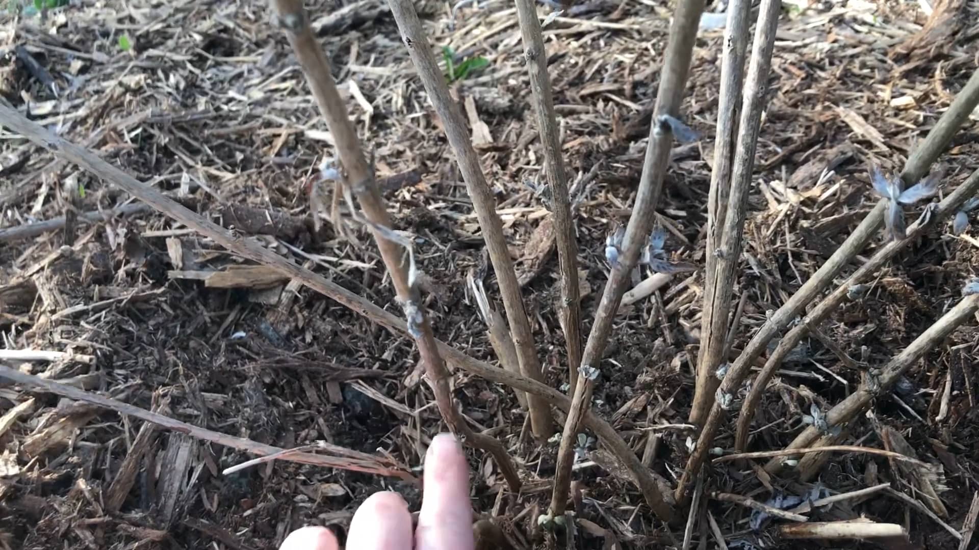 How to Trim a Butterfly Bush in Early Spring.MOV on Vimeo