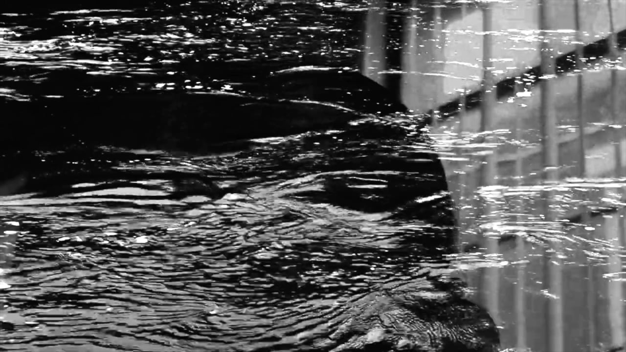 Santuario (Citizen Miriam), a video by Taylor Jospeh McKinley 
