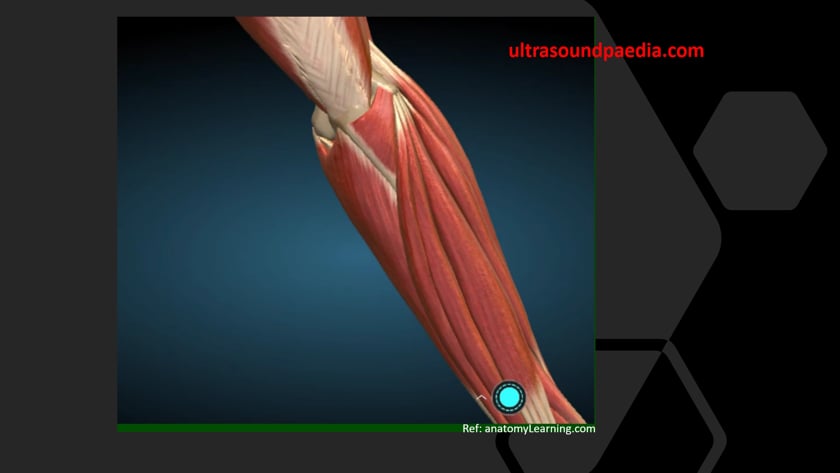 elbow muscle anatomy