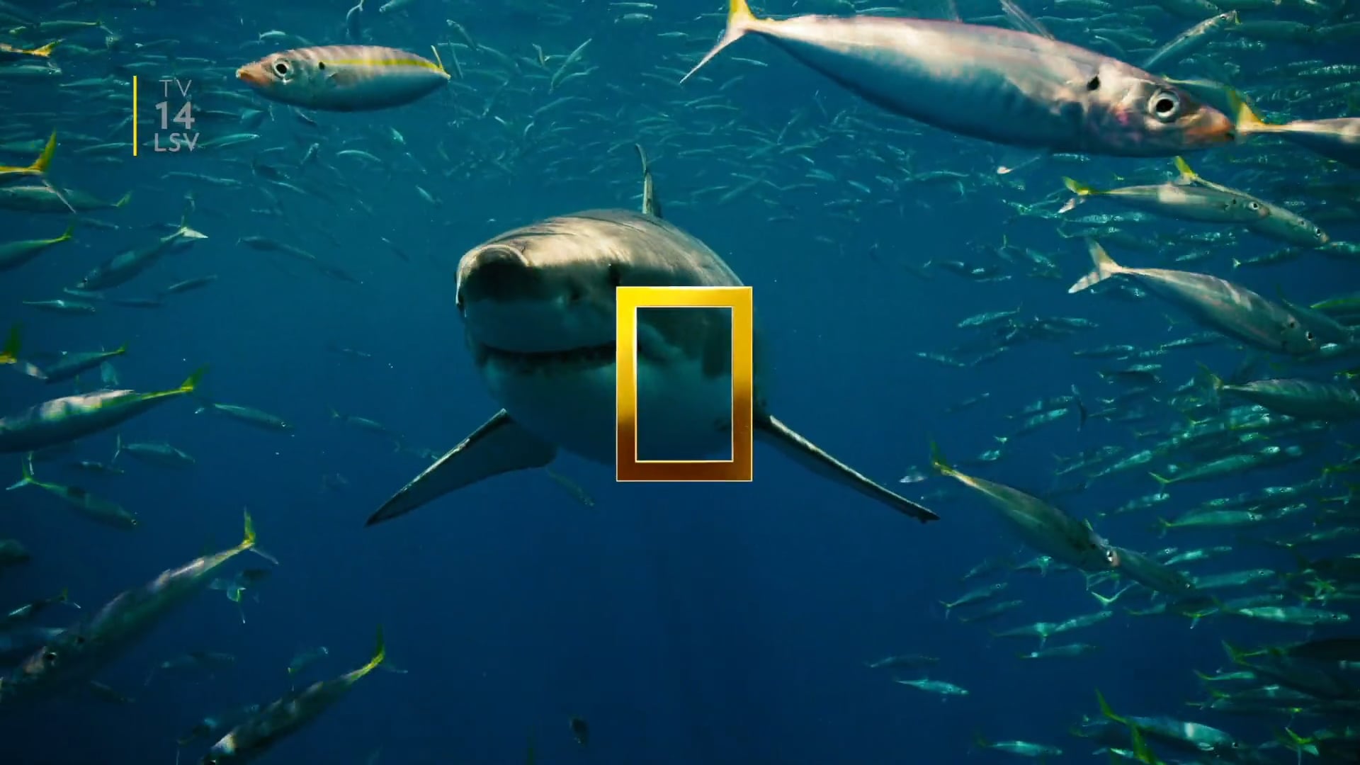Nat Geo Sharkfest 2020 Campaign