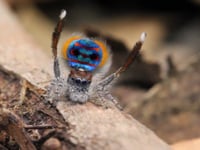 Peacock Spider #07