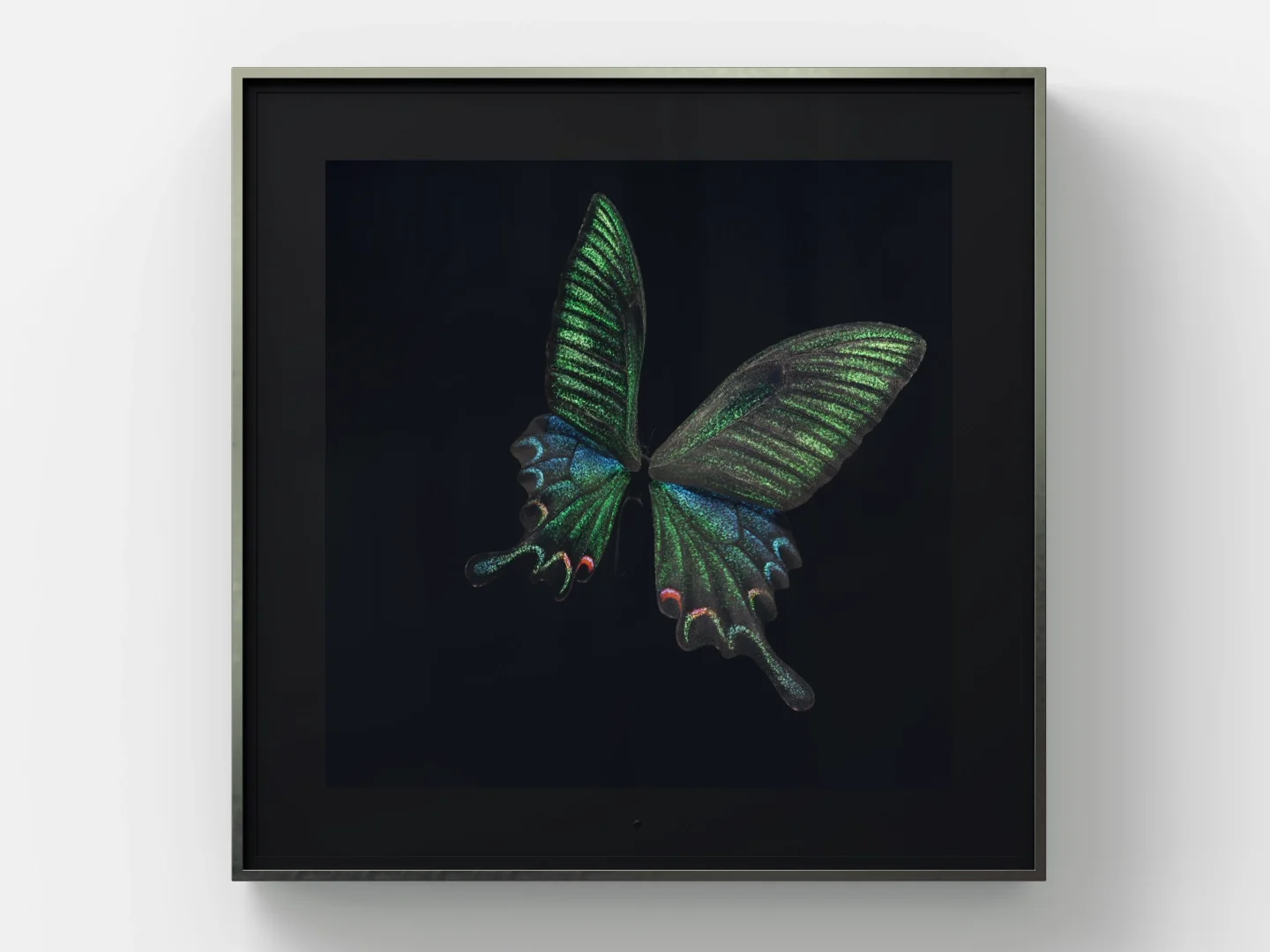 Metamorphosis: Solo - Chinese Peacock
