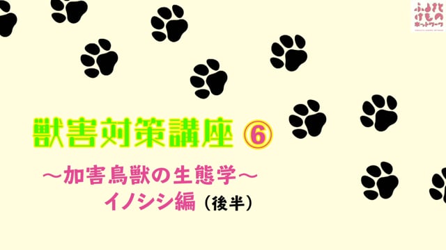 イノシシ　後半
