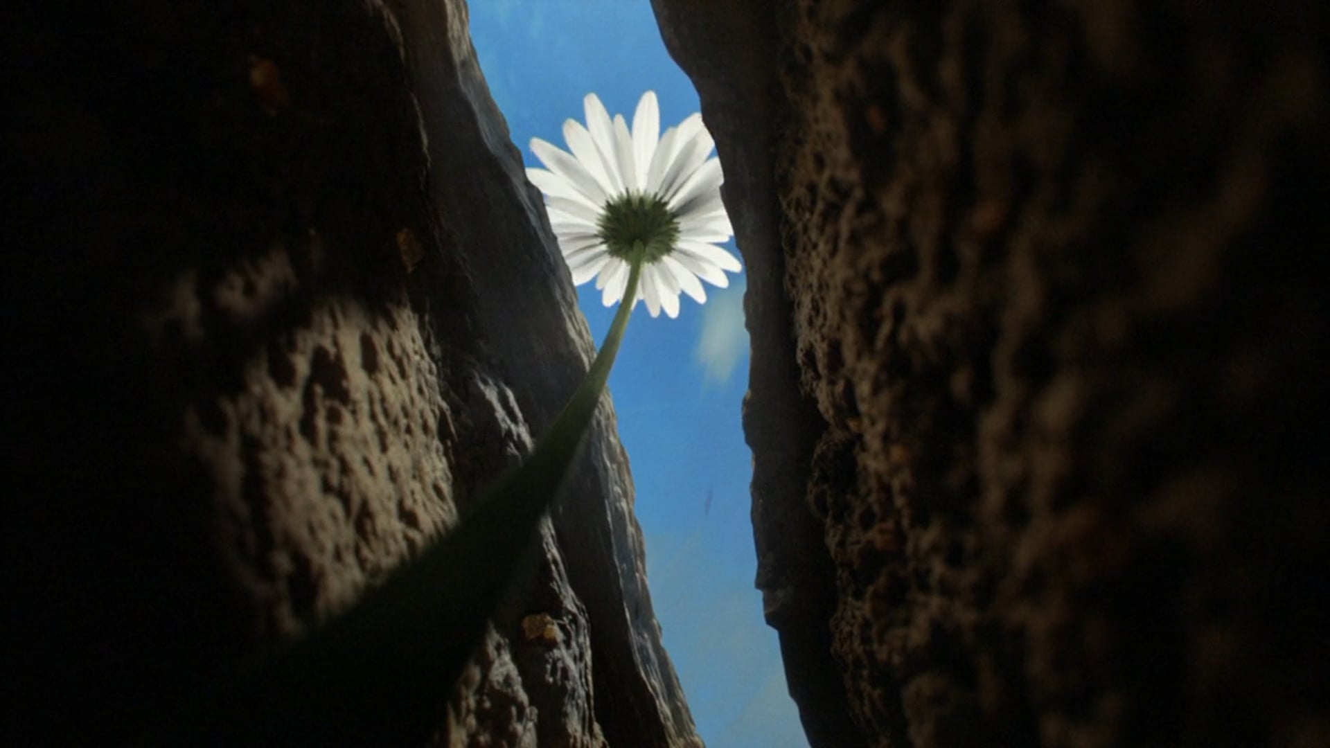 We Will Grow Again | B&Q