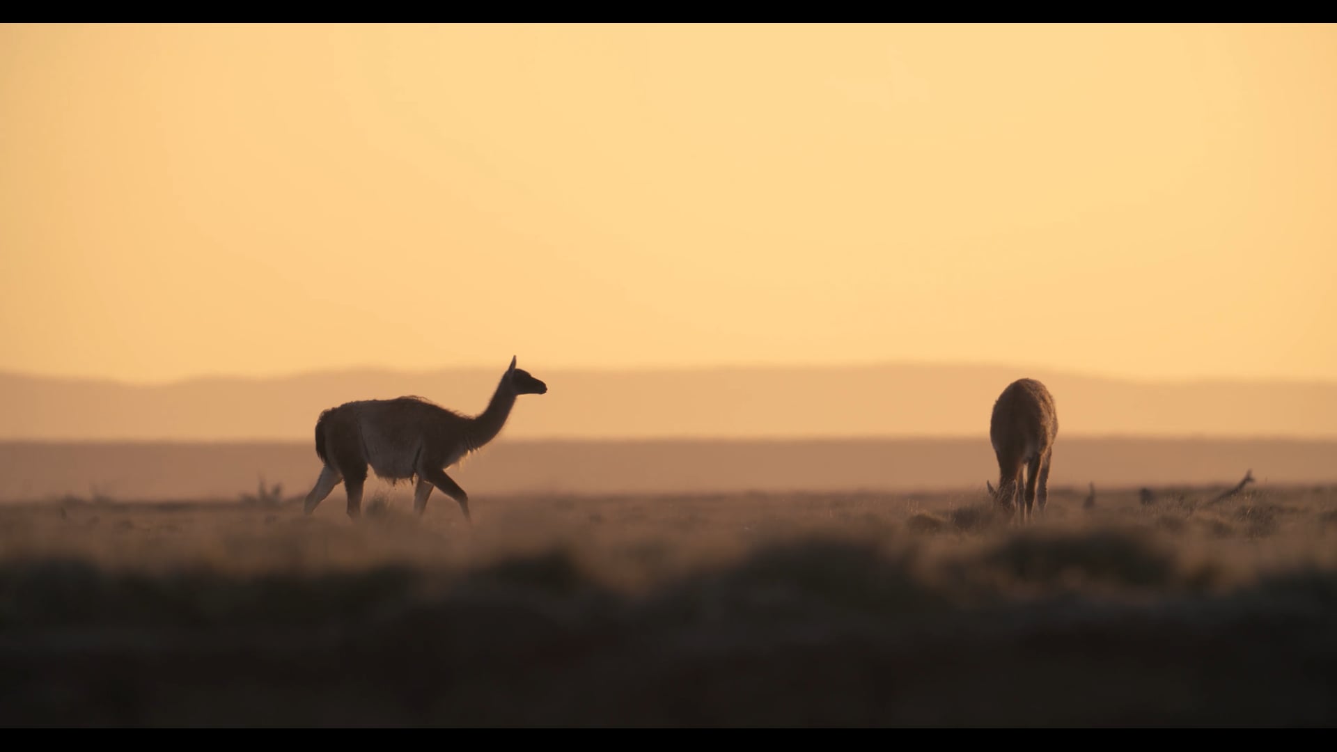 Showreel - Felix Tonio Stintzing