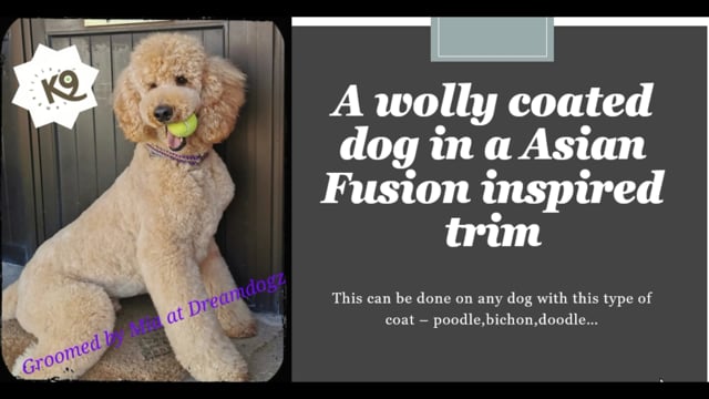 Poodle in a teddy bear  Asian Fusion style