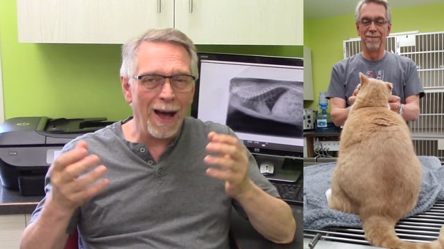 What Causes Obese Cats?