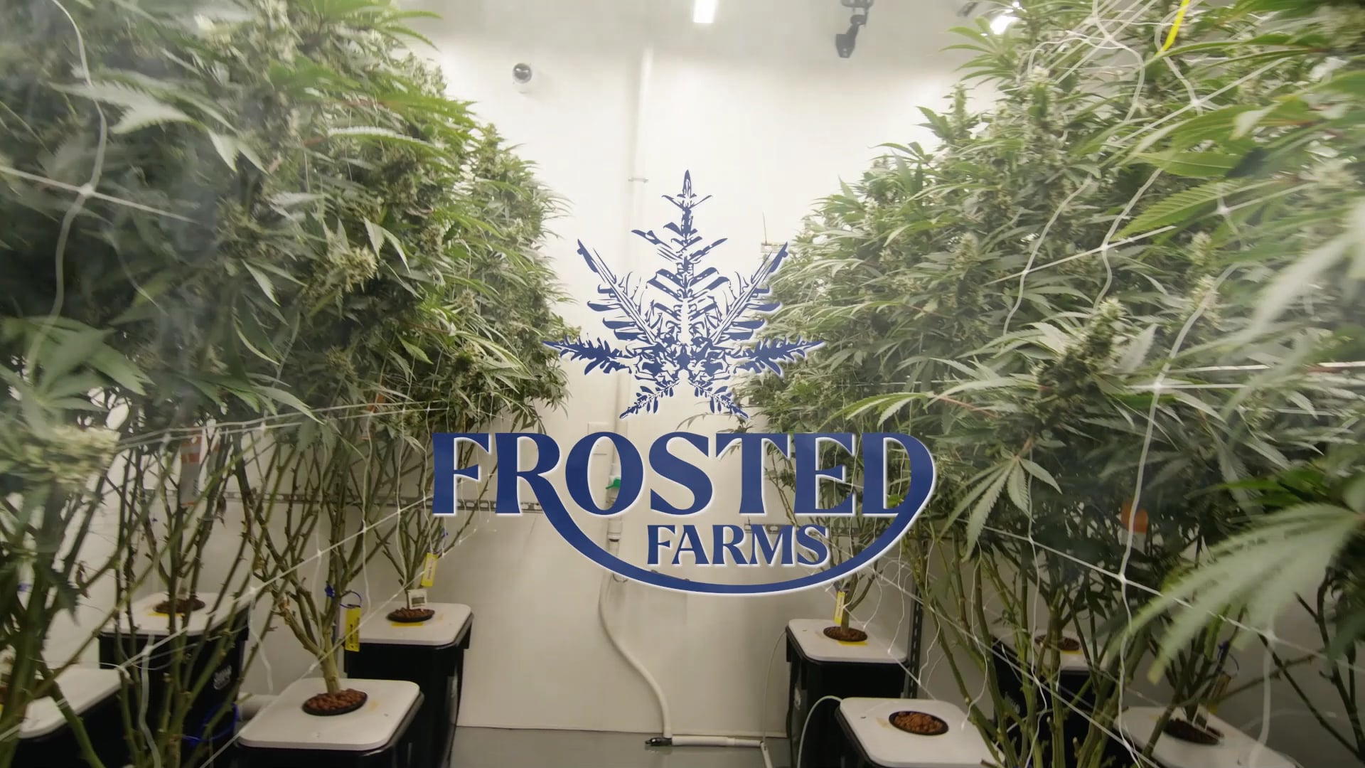 Frosted Farms Loop 6.mp4 on Vimeo