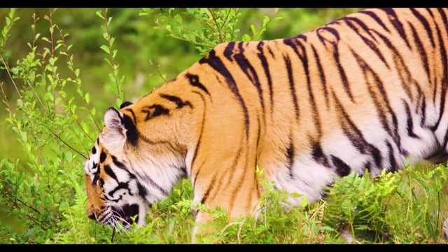 1,000+ Free Wildlife Stock Videos - Pixabay - Pixabay