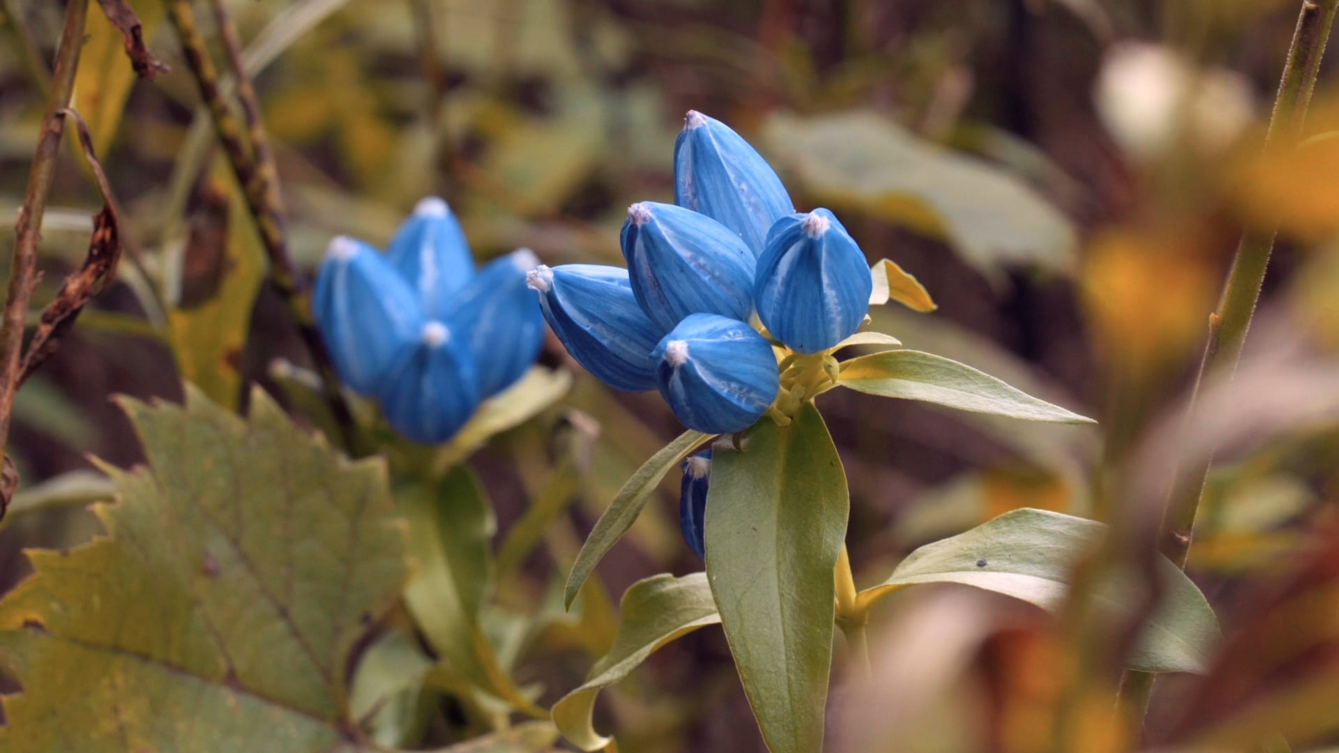 Indiana Dunes | Flower Quest