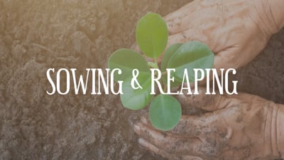 Day 26 - Sowing & Reaping