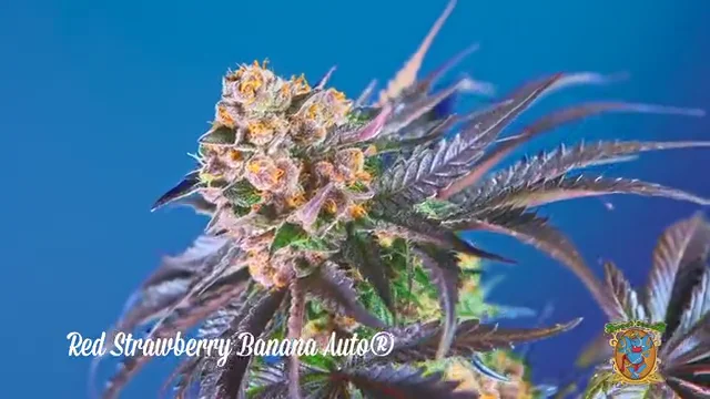 Sweet Seeds Red Strawberry Banana Auto for sale