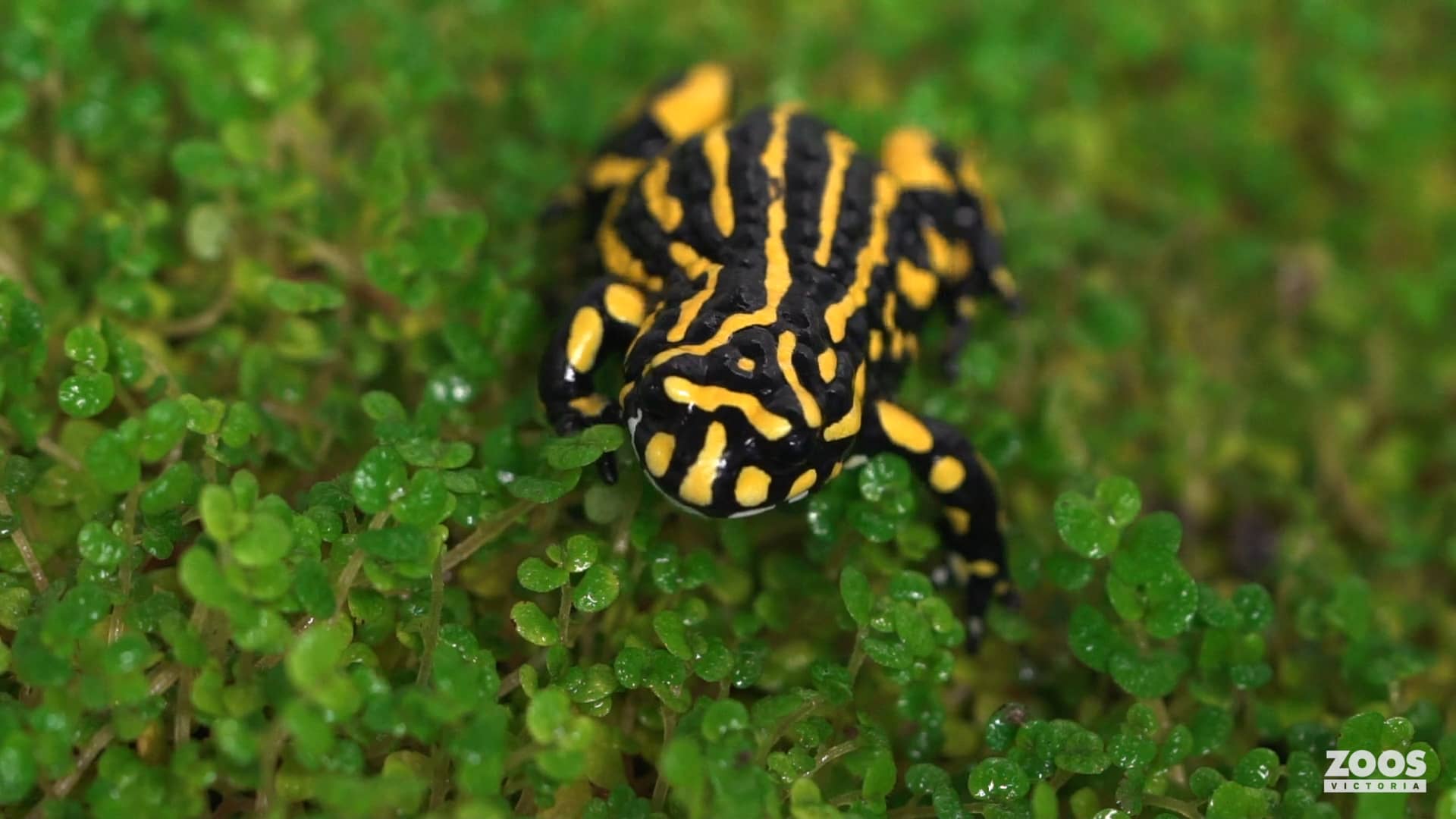 Southern Corroboree Frog egg release on Vimeo