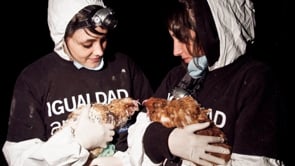Rescate de Gallinas por el Día Internacional de Derechos Animales