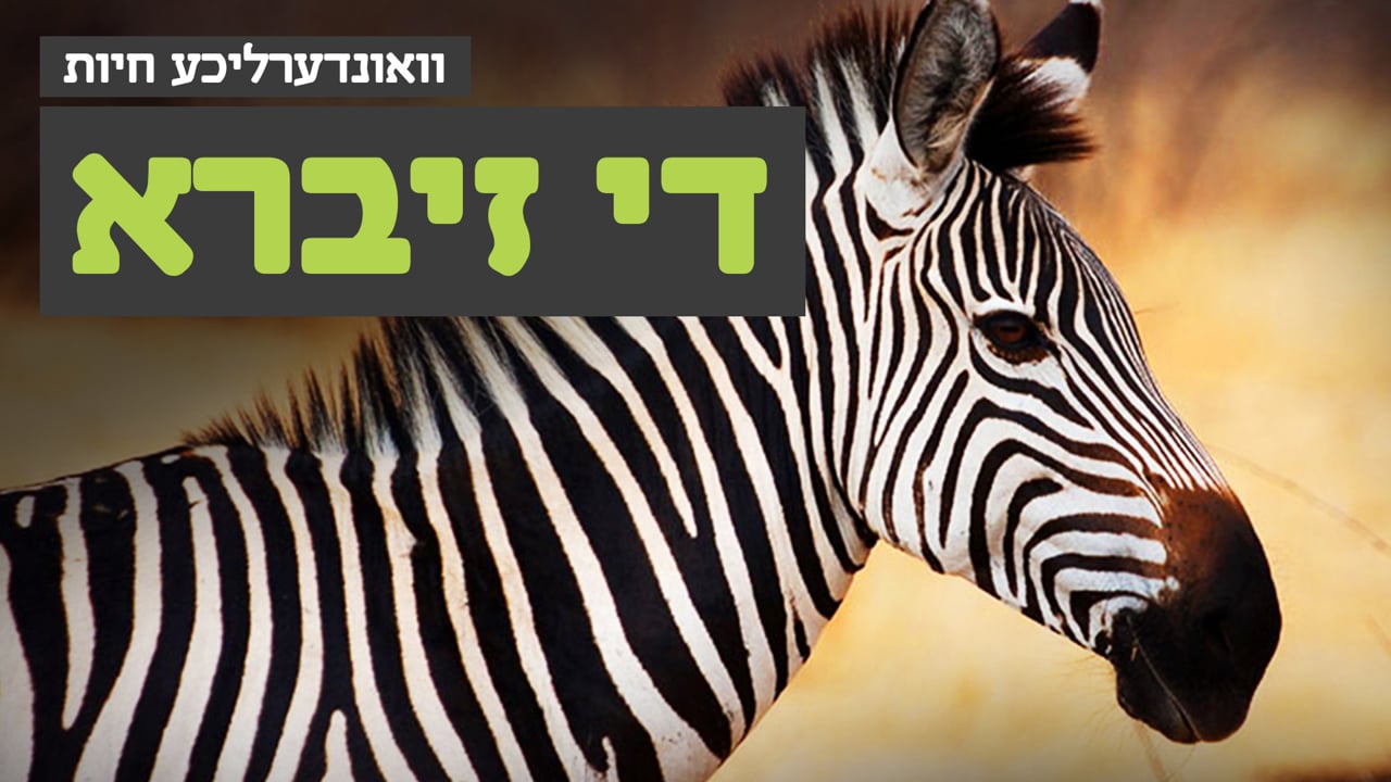 וואונערליכע חיות - די זיברא