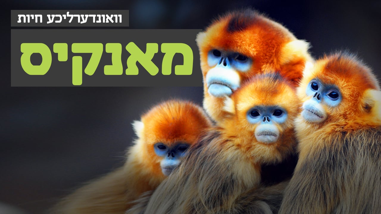 וואונערליכע חיות - די מאנקי