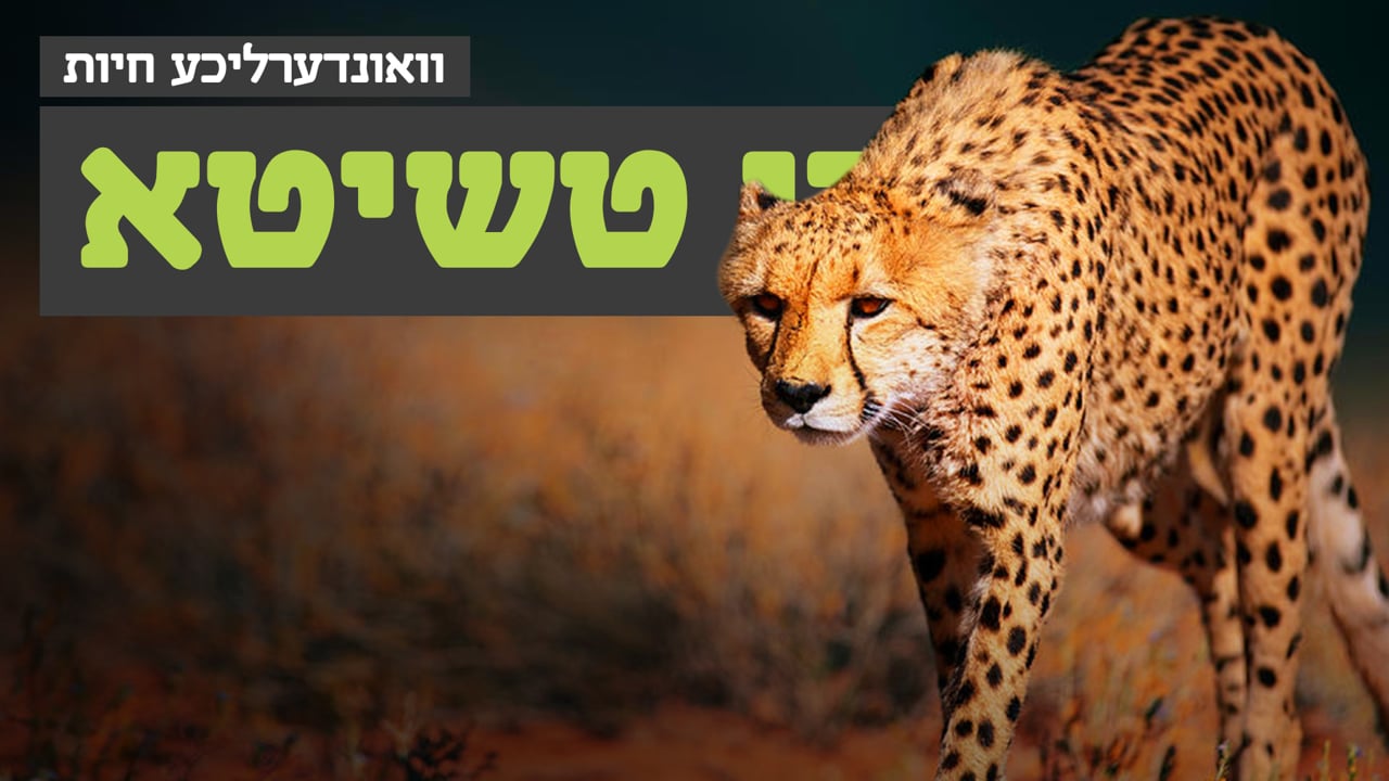 וואונערליכע חיות - די טשיטא