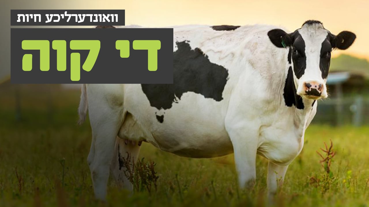 וואונערליכע חיות - די קוה
