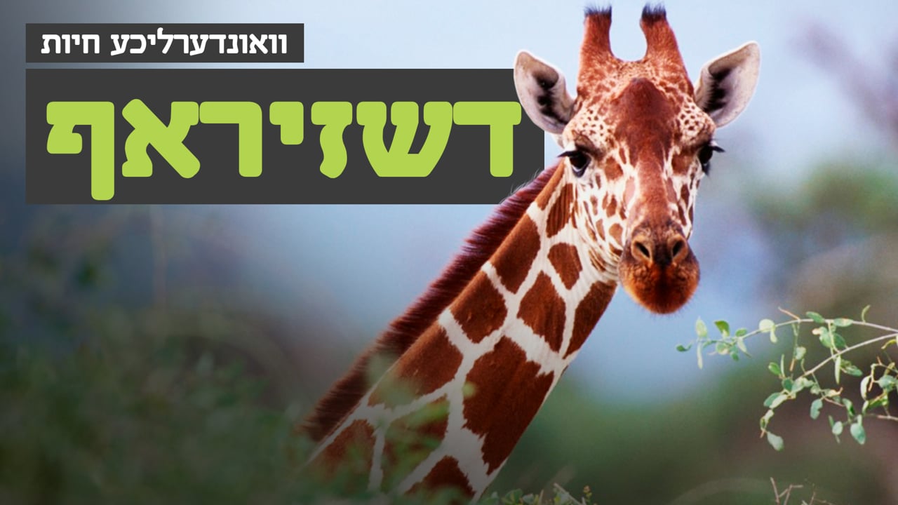 וואונערליכע חיות - די דשזיראף